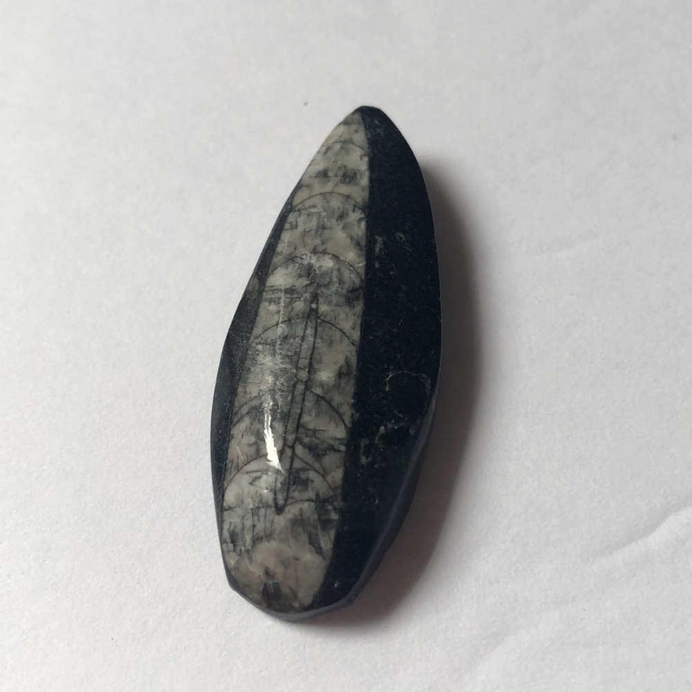 REAL fossil